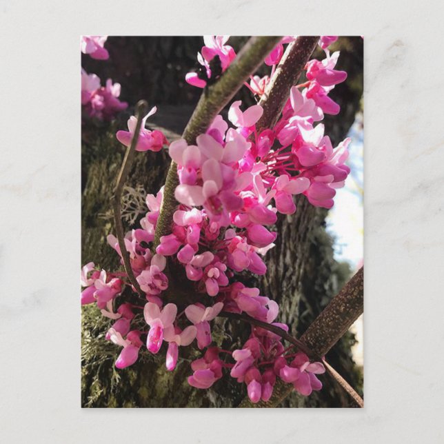Postal Flores rosadas de primavera (Anverso)
