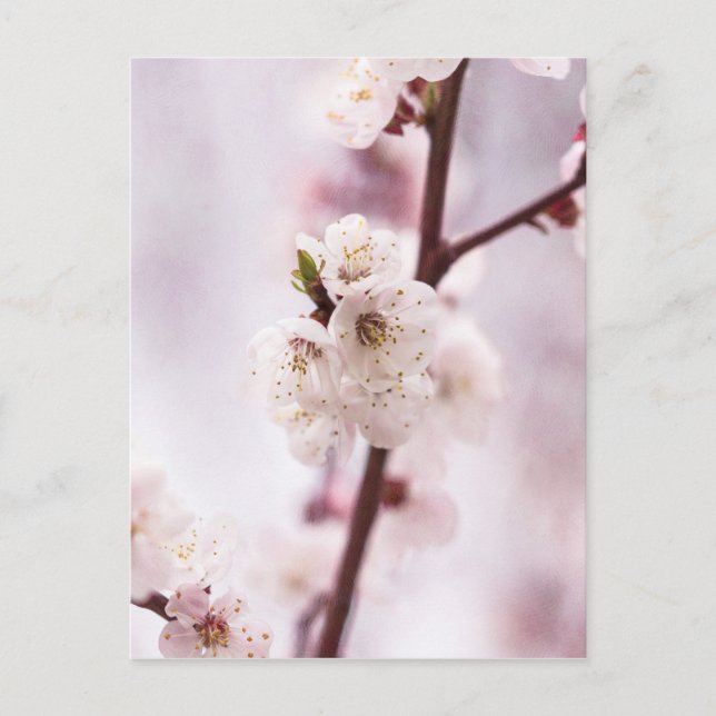 Postal Flores rosadas de primavera (Anverso)