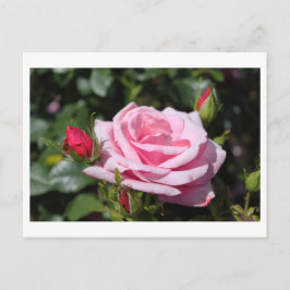 Postal flores rosadas de rosa feliz cumpleaños. amor, nov