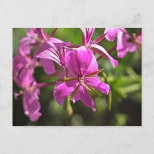 Postal Flores rosadas de un geranio de hoja de hiedra