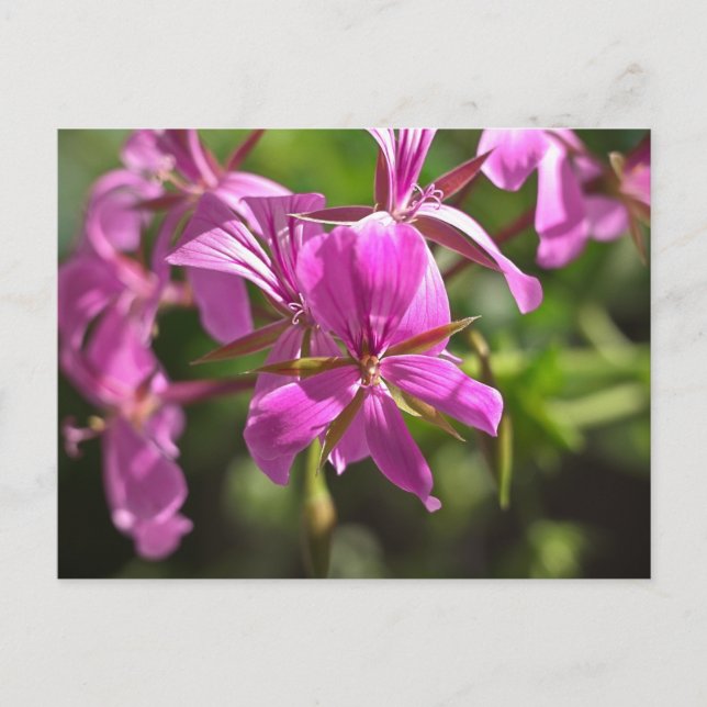 Postal Flores rosadas de un geranio de hoja de hiedra (Anverso)