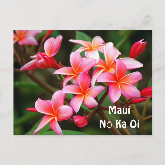Postal Flores rosadas del Plumeria, ka Oi de Maui Nō (Anverso)
