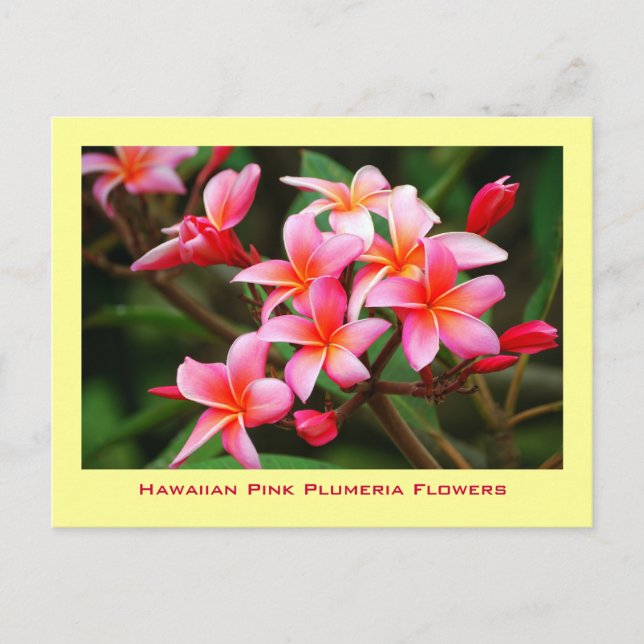 Postal Flores rosadas hawaianas del Plumeria, Maui (Anverso)