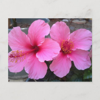 Postal Flores rosadas hibiscus