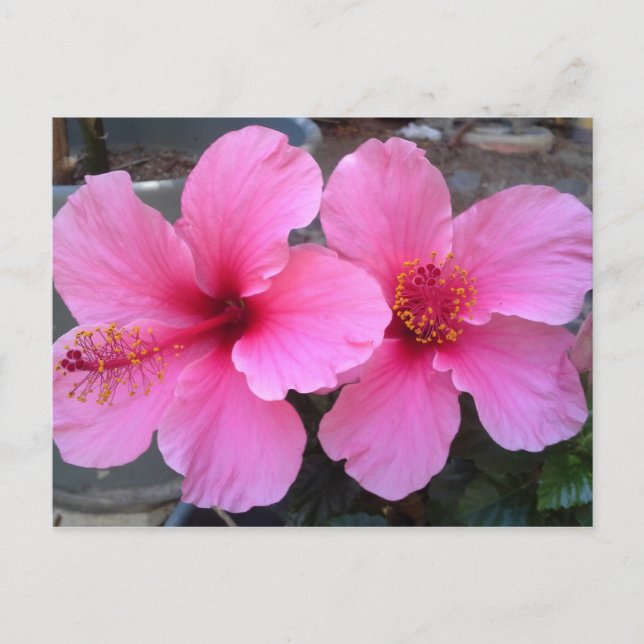 Postal Flores rosadas hibiscus (Anverso)