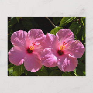 Postal Flores rosadas hibiscus