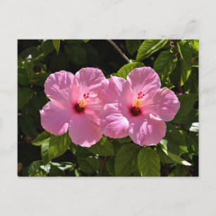 Postal Flores rosadas hibiscus