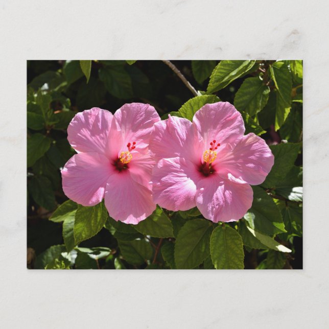 Postal Flores rosadas hibiscus (Anverso)