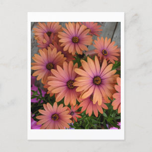 Postal Flores rosadas POSTCARD