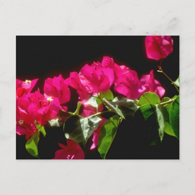 Postal Flores rosadas tropicales, flores de Ocho Ríos (Anverso)