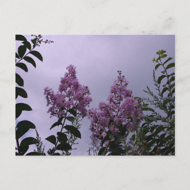 Postal Flores rosas (Anverso)