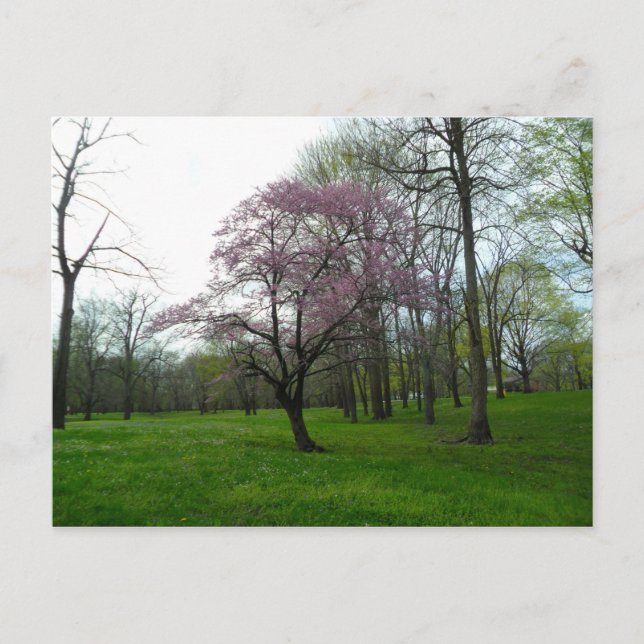 Postal Flores rosas (Anverso)