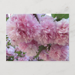 Postal Flores rosas