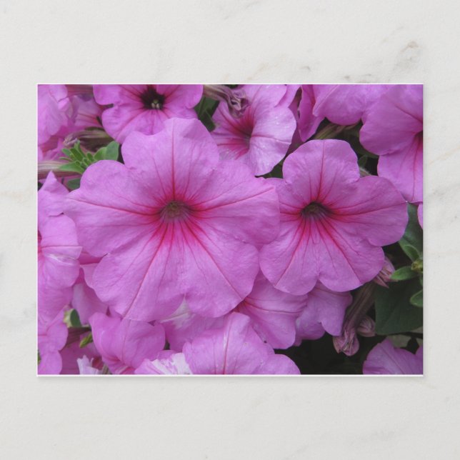 Postal Flores rosas (Anverso)