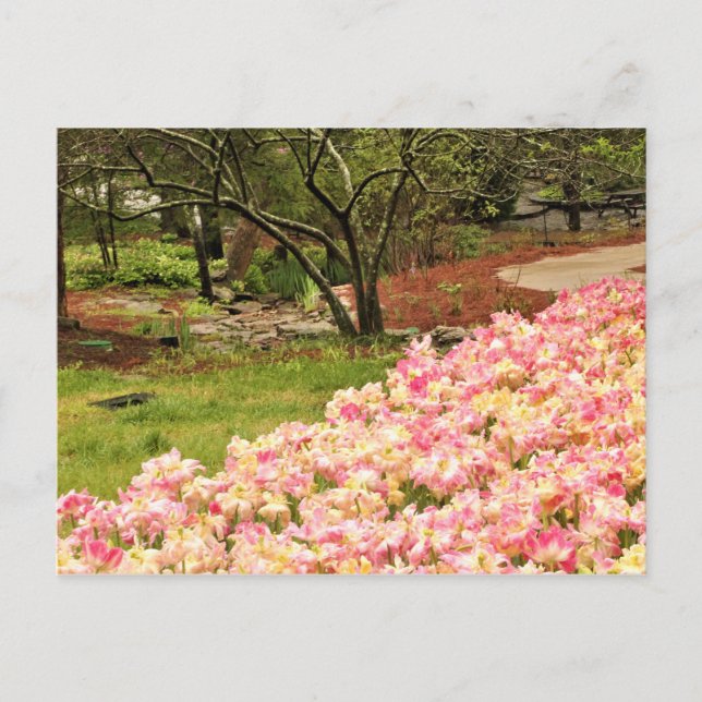 Postal Flores rosas (Anverso)