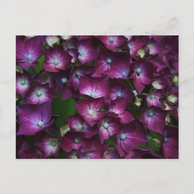 Postal Flores rosas (Anverso)