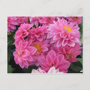 Postal Flores rosas