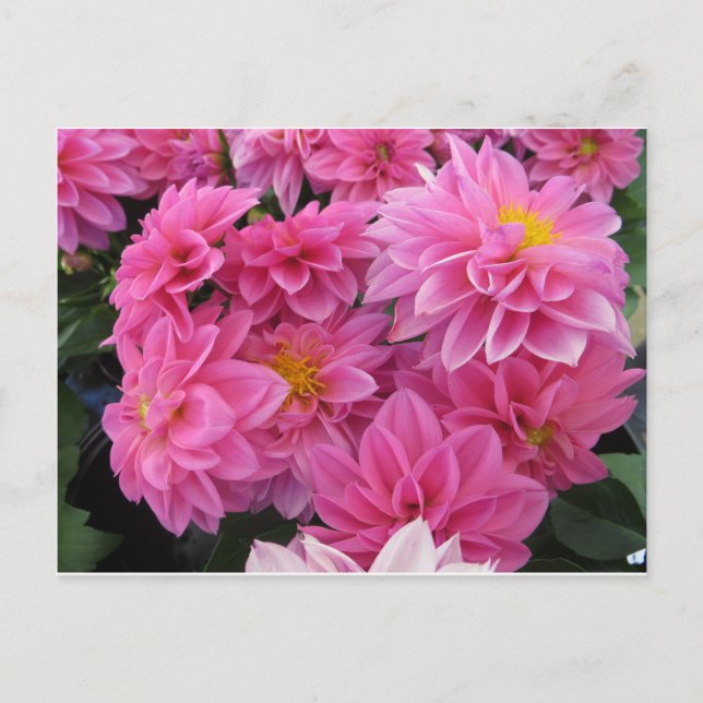 Postal Flores rosas (Anverso)