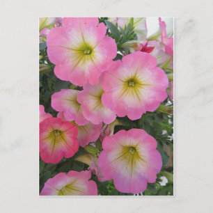 Postal Flores rosas