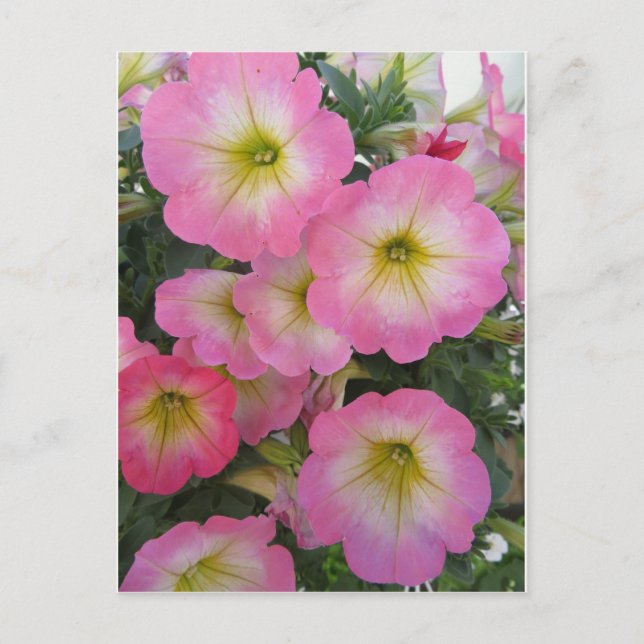 Postal Flores rosas (Anverso)