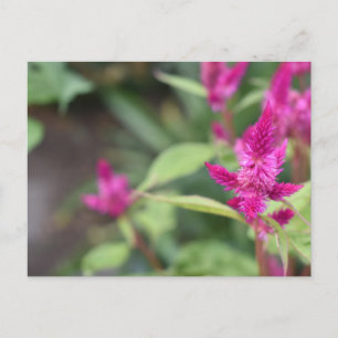 Postal Flores rosas Celosia Fotografía de la naturaleza d