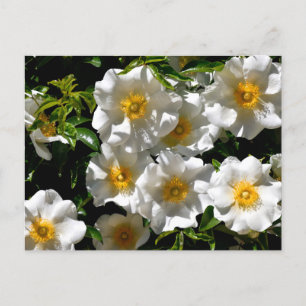 Postal Flores Rosas de Cherokee raras