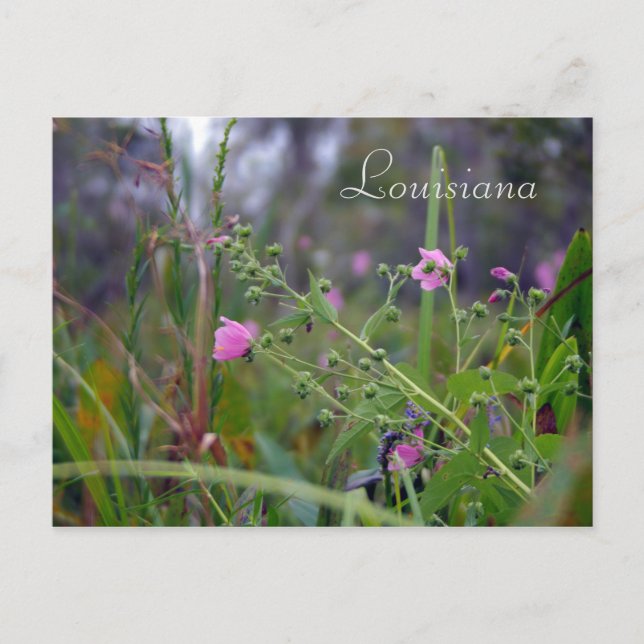 Postal Flores rosas de Luisiana (Anverso)