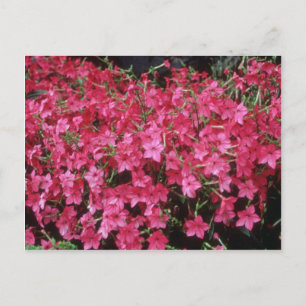Postal Flores rosas de tabaco (Nicotiana Alata)