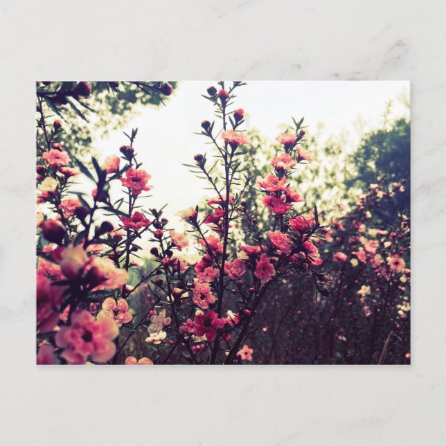 Postal Flores rosas delgadas (Anverso)