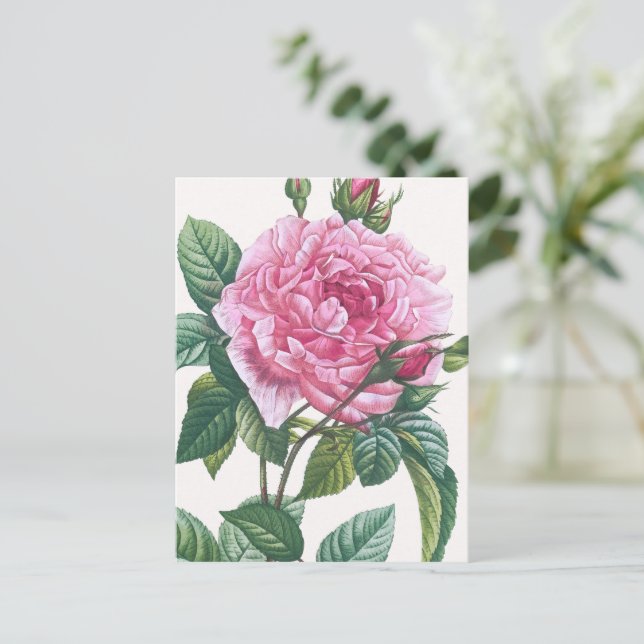 Postal Flores rosas rosas con hojas verdes (Anverso de pie)