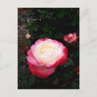 Flores rosas, rosas rojas blancas rosadas