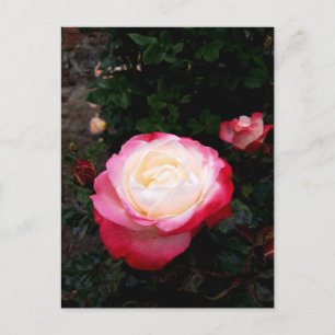 Postal Flores rosas, rosas rojas blancas rosadas