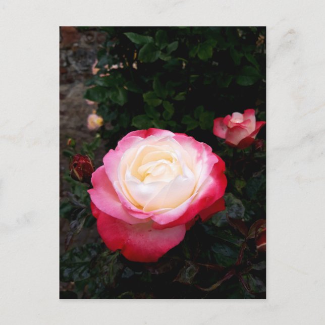 Postal Flores rosas, rosas rojas blancas rosadas (Anverso)