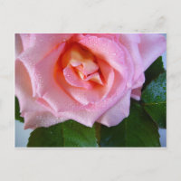 Flores rosas rosas vivas paz amor agua aguas profu