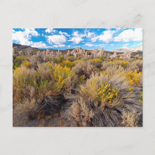 Postal Flores | Sagebrush California en flor (Anverso)
