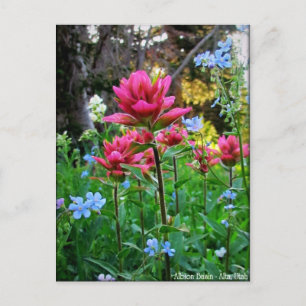 Postal Flores salvajes (5) maravillosas