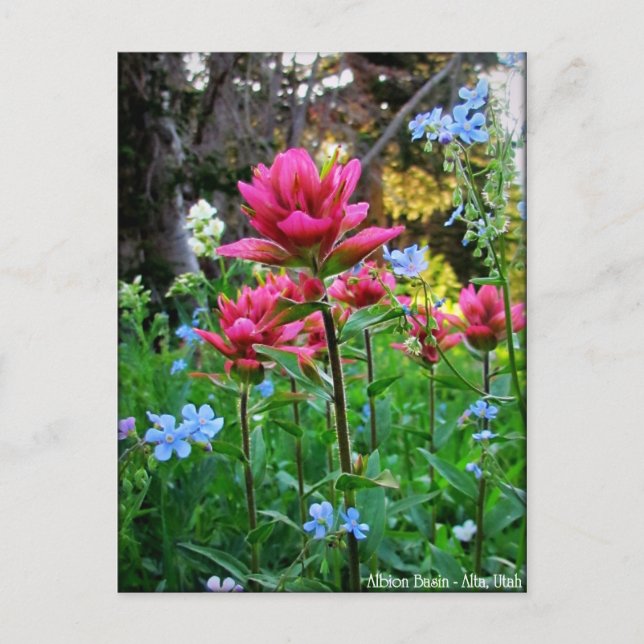 Postal Flores salvajes (5) maravillosas (Anverso)