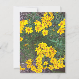 Postal Flores salvajes amarillas brillantes en el jardín