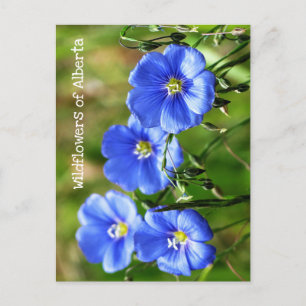 Postal Flores salvajes azules espléndidas contra el verde