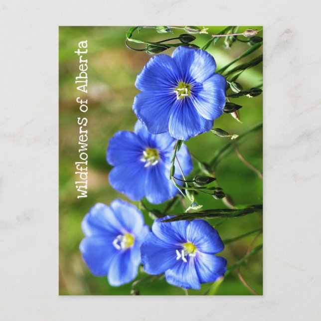 Postal Flores salvajes azules espléndidas contra el verde (Anverso)