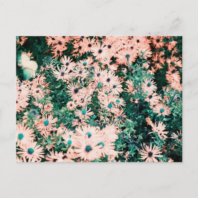 Postal Flores salvajes Colores únicos (Anverso)