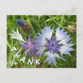 Postal Flores salvajes: Cornflowers azules gracias a las