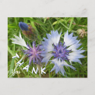 Postal Flores salvajes: Cornflowers azules gracias a las 