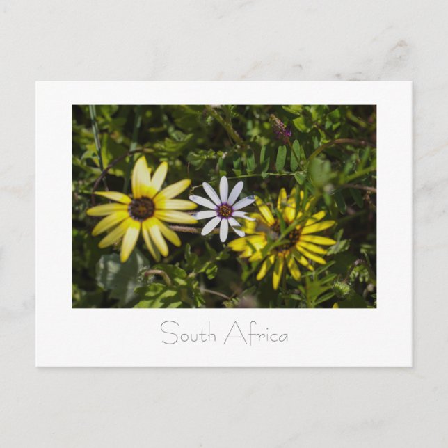 Postal Flores salvajes de Aurora West Coast Sudáfrica (Anverso)