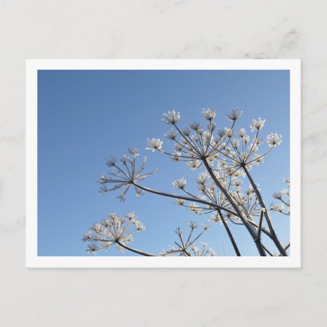Postal Flores salvajes de invierno (Anverso)