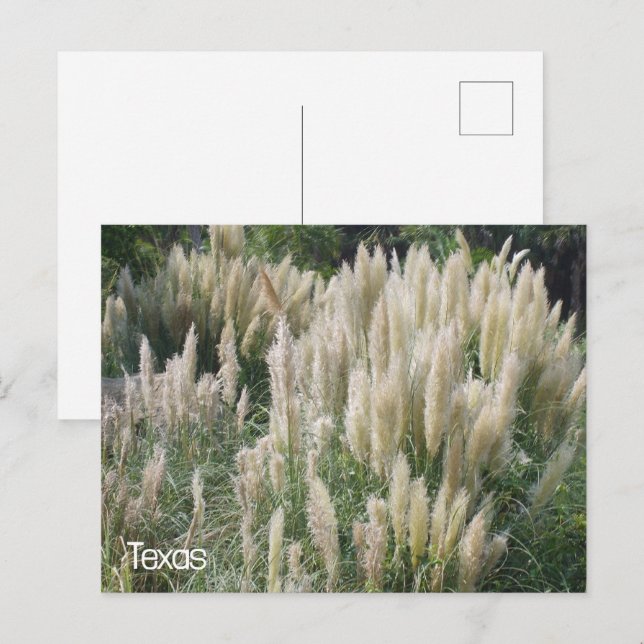 Postal Flores salvajes de Texas (Anverso / Reverso)