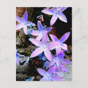 Postal Flores salvajes deslumbrantes y delgadas de Lilac