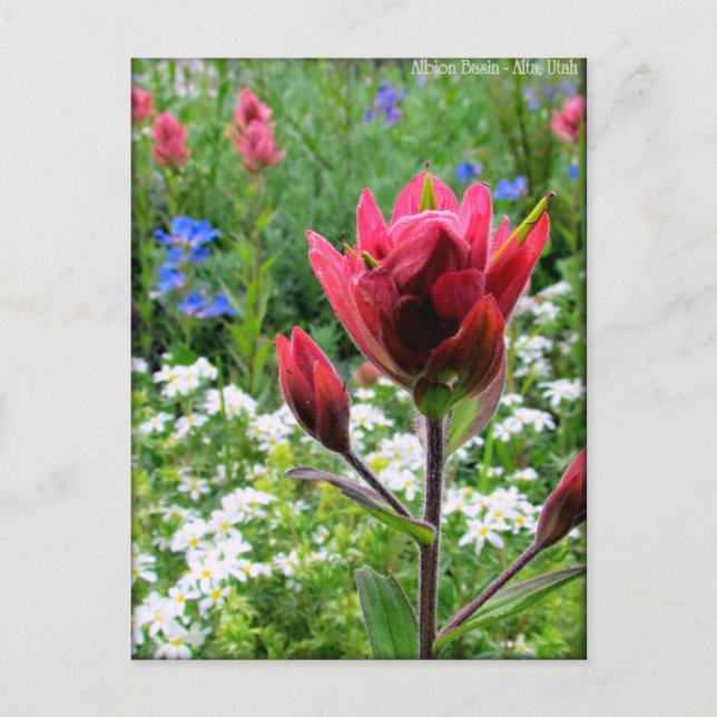 Postal Flores salvajes maravillosas - Cuenca de Albion, U (Anverso)