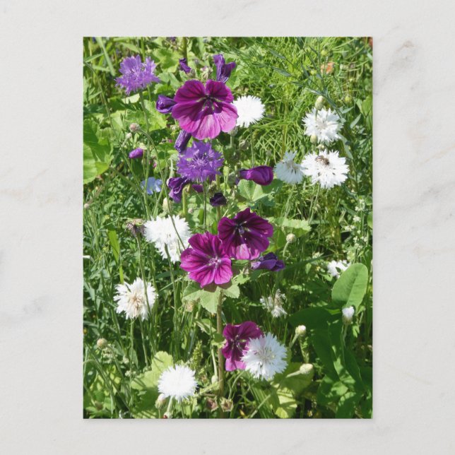 Postal Flores salvajes moradas y blancas - Postcard (Anverso)