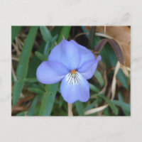Flores salvajes Regalos de aguas termales violetas